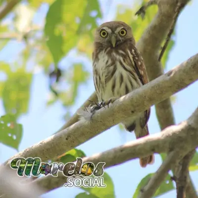 Fauna: Aves del estado de Morelos